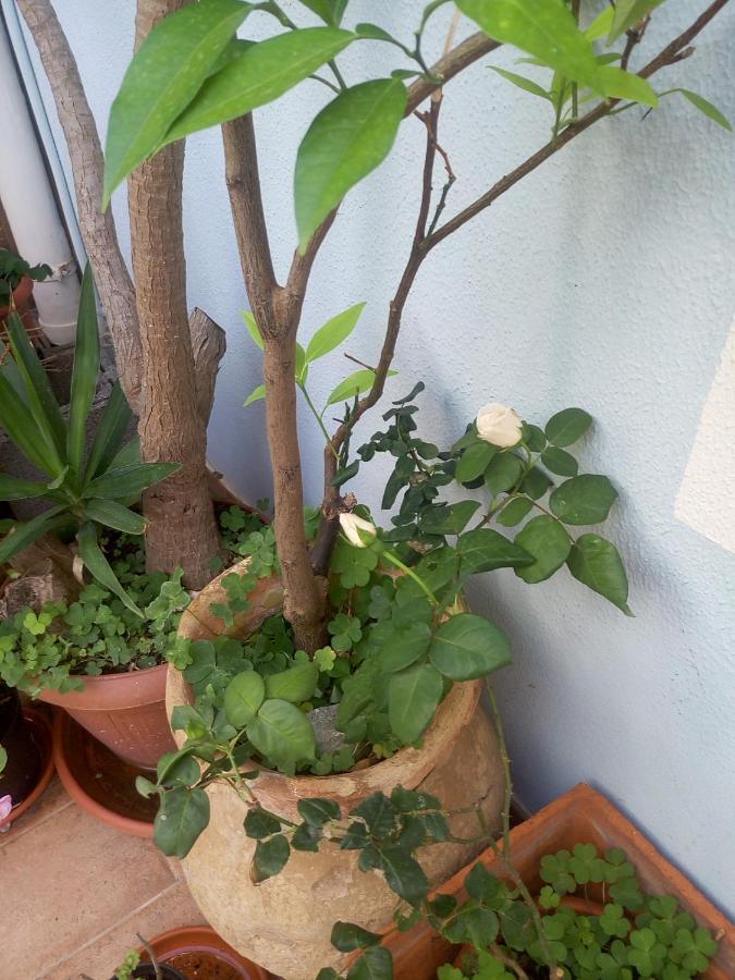 I Tre Scalini Bed & Breakfast Stintino Exterior foto